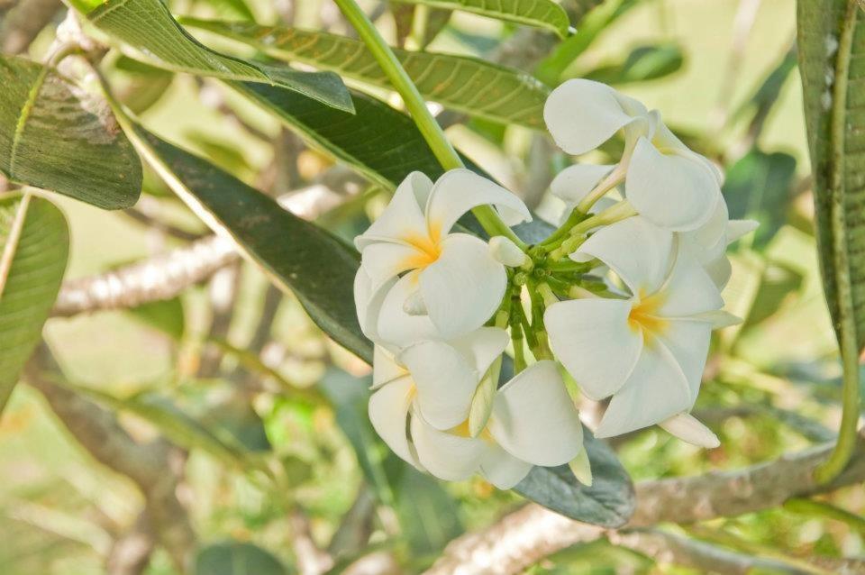 منتجع سبا وواينري كريستال بارادايس Narra المظهر الخارجي الصورة